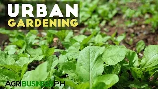 Urban Gardening : Best Practices in Urban Gardening | Agribusiness Philippines