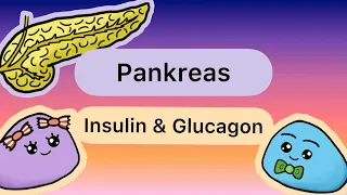 Hormone der BAUCHSPEICHELDRÜSE (Insulin & Glucagon)