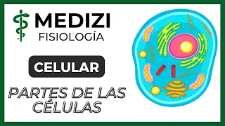 Fisiología Celular - La Célula, partes y funciones  (IG:@doctor.paiva)