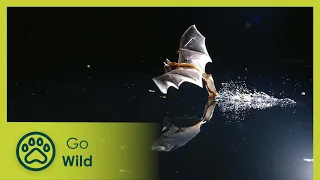 Bat Woman of Panama - Go Wild