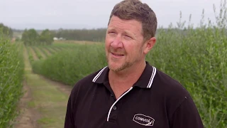 Step inside Australia's largest olive leaf farm