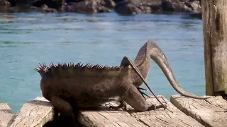 Marine iguanas mating - Galápagos