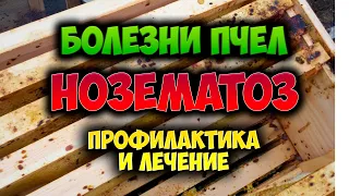 Начинающему пчеловоду. Нозематоз пчел. Профилактика. Лечение. Симптомы.Ошибки начинающих пчеловодов.