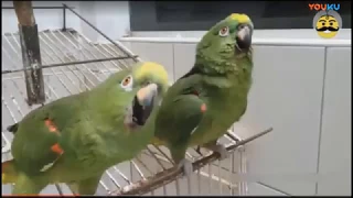 two crazy funny parrot laughing out loud