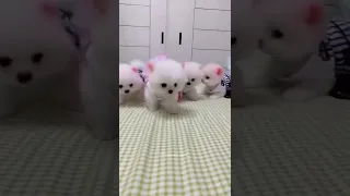 Pomeranian puppies tiktok video 🤗