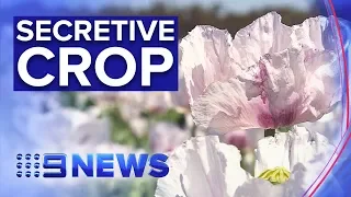 Inside Australia’s hidden opium poppy production | Nine News Australia