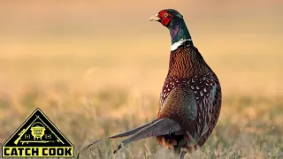 Pheasant hunt with dogs in South Phoenix [Catch Cook] Arizona, USA