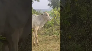 Baby cow 🐄 searching for his mom & screaming  for her🥲🥲🥺🥺 🤩🤩/mother love 💗💕💕 #short #cow