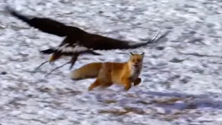 Golden Eagle - a winged killer attacking people and wolves! Deer, fox and rabbit