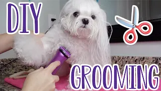 How To Groom Your Dog At Home | Dog Haircut | Maltese Dog Grooming