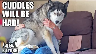 Husky Argues With My Mum And Demands Cuddles Because His Paw Hurts!