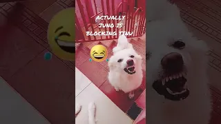 funny dog showing teeth #julee juno tinu