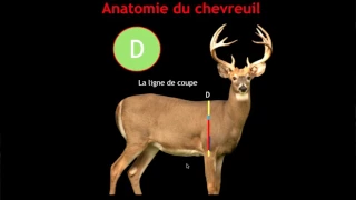 nouveauté pour chasseur