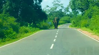 Elephant attack Yala national park/යාල බුත්තල කතරගම මාර්ගයේ