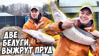 Зарыбление БЕЛУГОЙ для вырыбления пруда!  Результаты конкурсов. Фильм о Денисе Астафьеве!