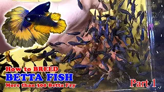 Part 1 - How To: Betta Fish Breeding | More Than 300 Betta Fry (Mustard Gas Rose Tail Halfmoon)