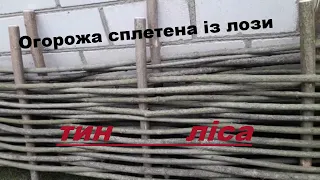 Огорожа сплетена із лози тин ліса