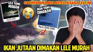 IKAN JUTAAN RUPIAH DIMAKAN LELE MURAH! GAK NYANGKA TERNYATA BISA KETELEN SAMA LELE INI!