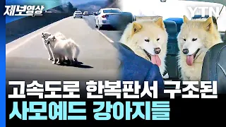 '위험천만' 고속도로 한가운데서 벌벌 떤 사모예드...구조하러 달려갔더니 [제보영상] / YTN