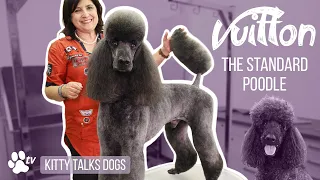 Grooming Vuitton the Standard Poodle with snap-on combs | Kitty Talks Dogs  - TRANSGROOM