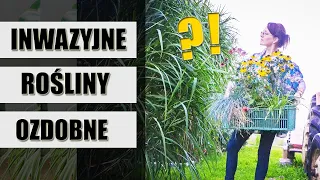 UWAŻAJ co sadzisz w OGRODZIE! 14 inwazyjnych roślin ozdobnych Niebezpieczne rośliny ogrodowe