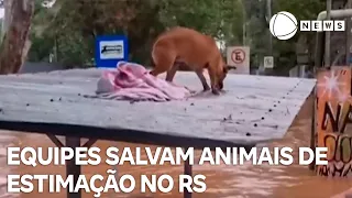 Equipes salvam animais de estimação que ficaram ilhados no RS