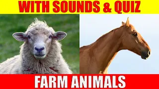 FARM ANIMAL PICTURES With Sounds and Names for Babies & Toddlers - Animal Quiz