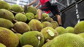 Harvest Season! Amazing Coconut and Jackfruit Cutting Skills - Thai Street Food