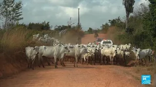 Blanchiment de bétail au Brésil : de la viande illégale dans nos assiettes • FRANCE 24