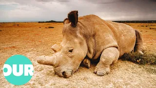 This Is The ONLY Northern White Rhino Left On Earth | Extraordinary Animals | Our World