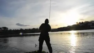 Shad fishing in Straumen