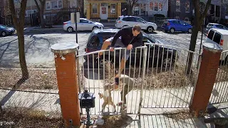 Runner Scales Fence When Pit Bull Attacks