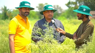 Parthenium - an Invasive weed #invasivespecies #weeds #parthenium #uaf #cabi