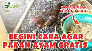 Pembuatan Pakan Ayam dari Limbah Rumah Tangga - Konsep Kemandirian Pakan | UPLAND Project