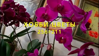 256#211 / Хобби Цветы / 02.2021 ОБЗОР ЦВЕТЕНИЯ ДОМАШНИХ ОРХИДЕЙ-часть 1