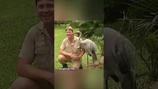 Hilarious moments with Steve and a brolga!