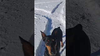 Sydney & Roxy playing in the snow