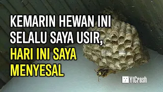 PANTES MASIH MISKIN!! MULAI SEKARANG JANGAN DIUSIR JIKA 10 HEWAN INI MASUK RUMAH, BAWA KEBERUNTUNGAN