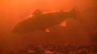 Underwater stock footage. Atlantic salmon. 三文鱼水下 Salmón سمك السلمون تحت الماء Salmão サーモン Лосось