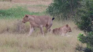 Young Male Lion Mating at Kruger National Park | Kruger Park Sightings