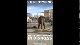 How to Spot an Elephant in Distress