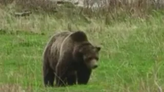 Woman found dead after grizzly bear encounter near Yellowstone National Park