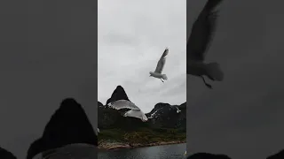 Flying seagulls (In slowmotion!)