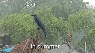 Crow in the rain