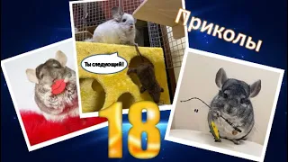 Лучшие приколы про ШИНШИЛЛ! Смешные ШИНШИЛЛЫ! Funny chinchillas❤#18