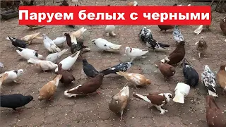 Несколько слов о паровке белых с черными...