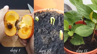 How to grow persimmons from seed ( 0 to 120 days)