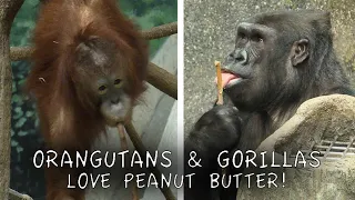 Orangutans and Gorillas Love Peanut Butter