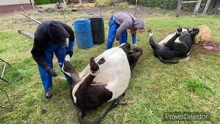 How to skin a beef leg 🔪