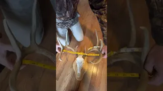 How to measure a Buck Deer! Boone and Crockett style!